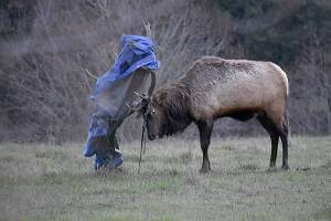 Whidbey’s lone elk is tangled up in blue