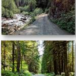 Parts of the Mountain Loop Highway are paved and parts are gravel. (Federal Lands Highway, WSDOT)
