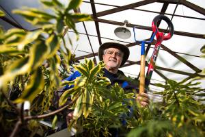 Sunnyside Nursery owner Steve Smith will talk about shade plants such as Winter Daphne and about some of his favorite tool for maintaining your garden (the Hula-Ho and the Root Slayer) on Wednesday, March 6, 2019 in Marysville, Wash. (Andy Bronson / The Herald)