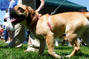 Marysville’s Poochapalooza canceled due to lack of volunteers