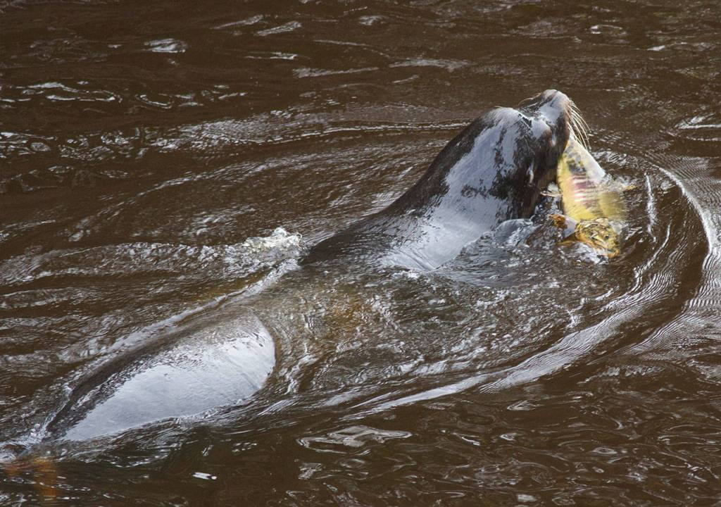 Rising numbers of seals and sealions have increased the competition for salmon stocks. (Mike Benbow)