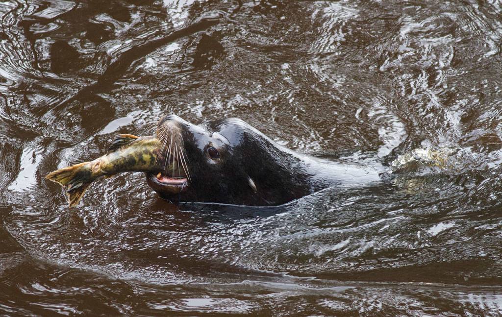 A sealion swallows a chum salmon in a couple gulps. (Mike Benbow)