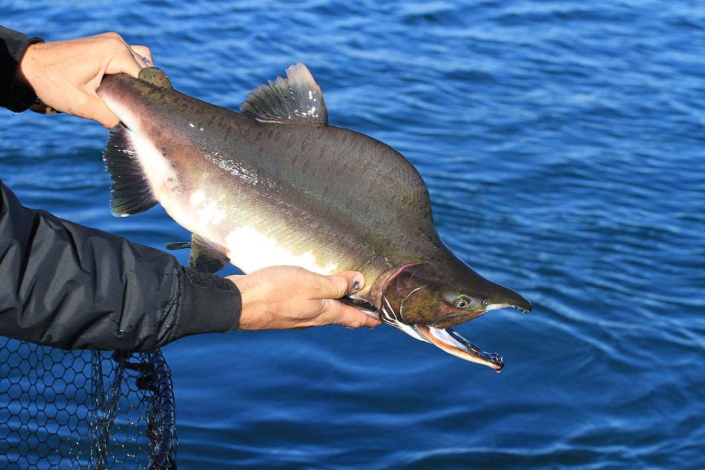 Pink salmon runs are expected to be about 10 percent of their 10-year average. (Mike Benbow)