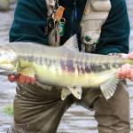 Chum salmon runs are predicted to be very small this year. (Mike Benbow)