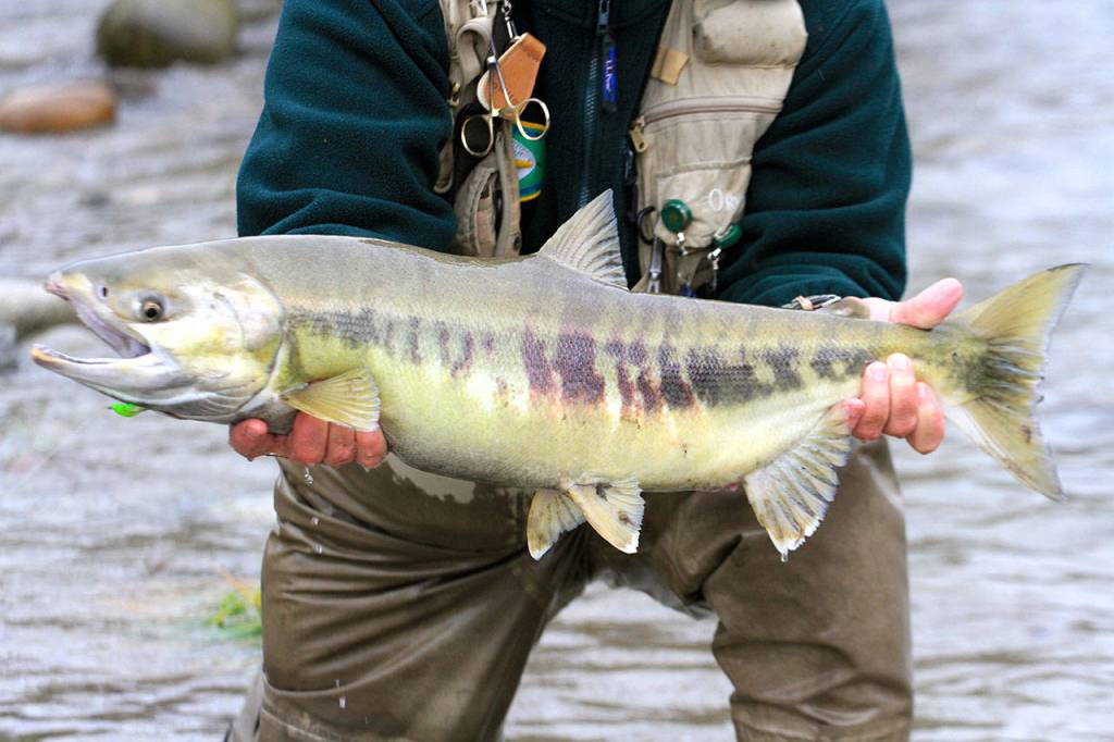 Chum salmon runs are predicted to be very small this year. (Mike Benbow)
