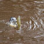 A seal prepares to eat a chum salmon it caught in a creek off Tulalip Bay. Growing numbers of seals and sealions have increased the competition for salmon. (Mike Benbow)