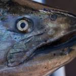 Dismal local outlook for upcoming salmon season