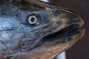 Dismal local outlook for upcoming salmon season