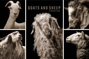 Langley photographer frames goats, sheep in whole new light