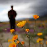 A man looks on amid wildflowers in bloom near Borrego Springs, California, on Wednesday. Two years after steady rains sparked seeds dormant for decades under the desert floor to burst open and produce a spectacular display dubbed the super bloom, another winter soaking this year is shaping up to be possibly even better. (AP Photo/Gregory Bull)