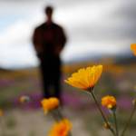 Rain brings 2nd California super bloom in 2 years
