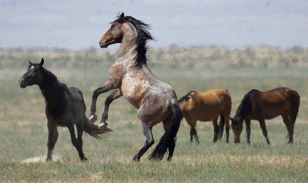 In this 2018 photo, a wild horse jumps among others near Salt Lake City. (AP Photo/Rick Bowmer, File)