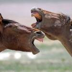 In this 2018 photo, wild horses occupy a watering hole outside Salt Lake City. (AP Photo/Rick Bowmer, File)