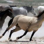 In this 2018 photo, wild horses kick up dust as they run at a watering hole outside Salt Lake City. (AP Photo/Rick Bowmer, File)