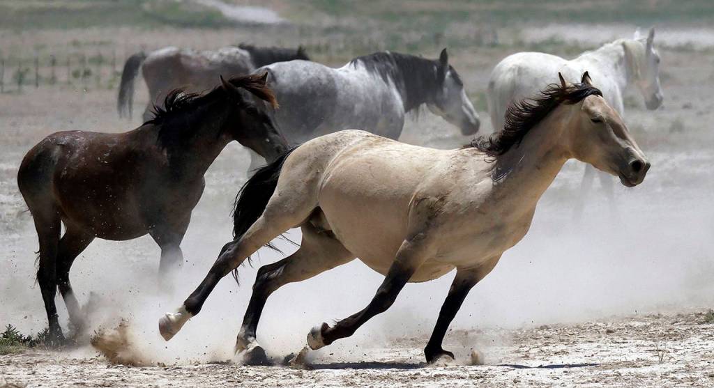 In this 2018 photo, wild horses kick up dust as they run at a watering hole outside Salt Lake City. (AP Photo/Rick Bowmer, File)