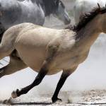 Wanted: More pastures for West’s overpopulated wild horses