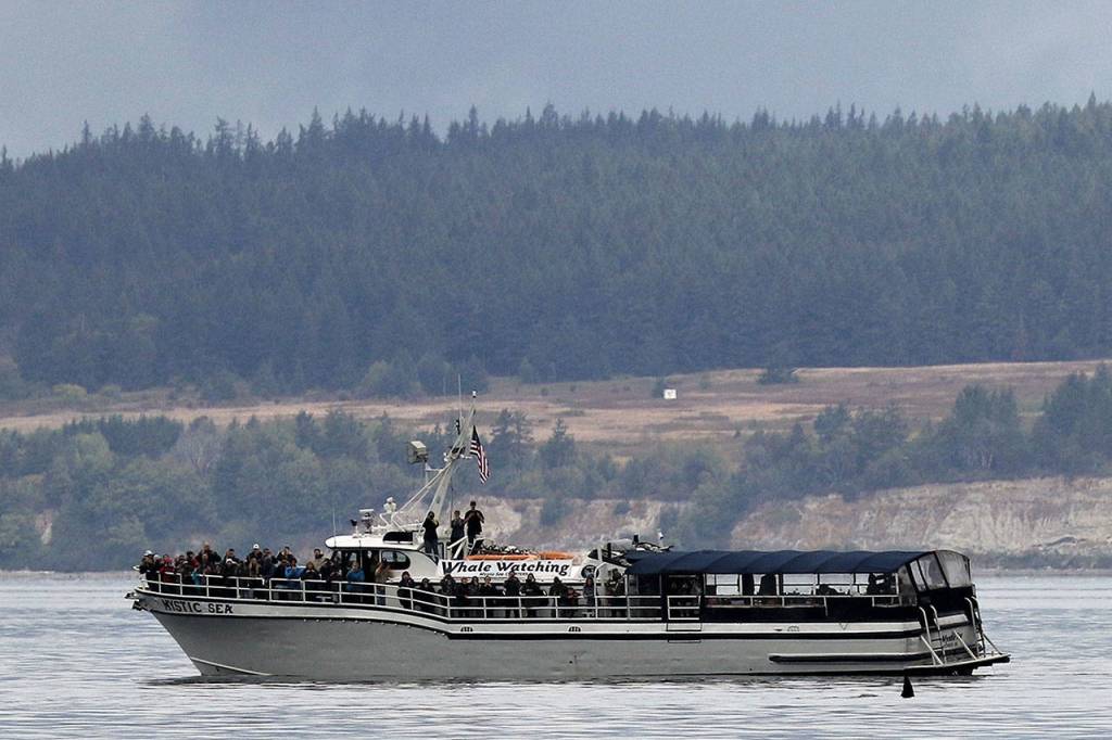 During a 2015 excursion, the fin of a transient killer whale near the stern of Mystic Sea catches attention from some passengers. (Jill Hein)