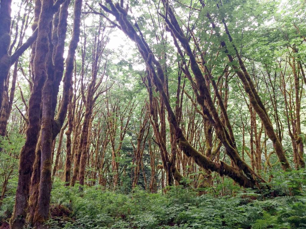 The Mine Road Trail off Highway 530 near Darrington. (Rikki King / The Herald)