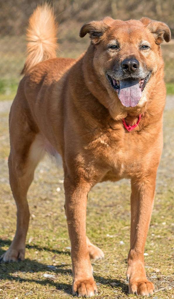 Teddy is sweet senior dog looking for a new home. He will need a meet and greet with any resident dogs and can not be around any felines. Teddy is looking for a home to see him through his retirement years and provide him with all the love and adventures he deserves. Feline free home no exceptions. (Curt Story/Everett Animal Shelter)