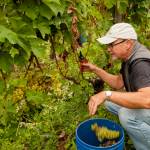 Greg Osenbach established his vineyard nearly Langley on Washingtons Whidbey Island in 1986, but he reaches across the state for his award-winning cabernet franc program. (Richard Duval Images)