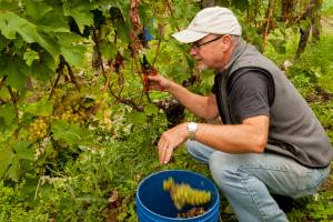 Northwest Wine: Don’t discount cabernet franc as ‘cab light’