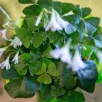 Green false shamrocks for sale at Stadium Flowers in Everett. The bulb-type flowering plant is popular for St. Patricks Day. (Olivia Vanni / The Herald)