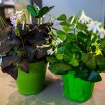 There are two types of false shamrock. One has green leaves and small white-colored blooms; the other has deep maroon or purple leaves and small pinkish blooms. (Olivia Vanni / The Herald)