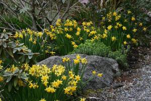 Great Plant Pick: Narcissus ‘Tete-a-tete,’ miniature daffodil