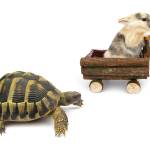 Aesops The Tortoise and the Hare will be one of the fables shared at the Everett Chorales kid-friendly performances at the Everett Library and Imagine Childrens Museum on March 23. (Getty Images)