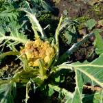 For years, Nash Huber has grown Italian cauliflower with hopes of acclimating it to the Northwest weather. With birds eating this years crop, he estimates its set his efforts back a few years. (Matthew Nash / Sequim Gazzette, file)