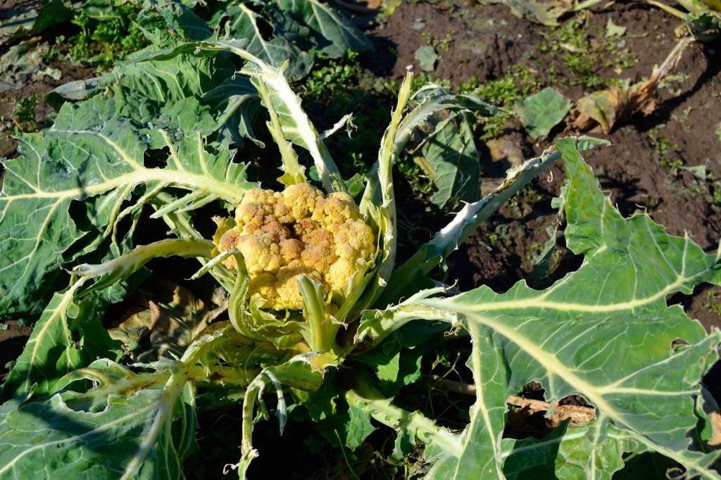 For years, Nash Huber has grown Italian cauliflower with hopes of acclimating it to the Northwest weather. With birds eating this years crop, he estimates its set his efforts back a few years. (Matthew Nash / Sequim Gazzette, file)