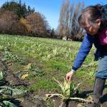 Community helps Sequim farm after birds eat its spring crops