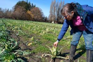 Community helps Sequim farm after birds eat its spring crops