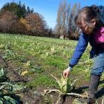 After migrating birds ate 10 acres of broccoli, cauliflower and kale in February, Patty McManus-Huber, promotions coordinator for Nashs Organic Produce, started an online gofundme account to help offset some of their losses expected this spring. Theyve set a $20,000 goal. (Matthew Nash / Sequim Gazzette, file)