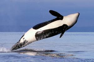 Editorial: What look at Snake dams can mean for orcas, us