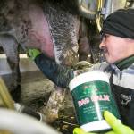 Gabino Rojas rubs Bag Balm, an intense healing formula, on a cows udder in the milking parlor at J&K Dairy in Sunnyside on March 1. (Amanda Ray / Yakima Herald-Republic)