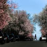 A woman walks along 12th Street as trees begin to blossom in the sun on Hoyt Avenue on Tuesday. (Olivia Vanni / The Herald)