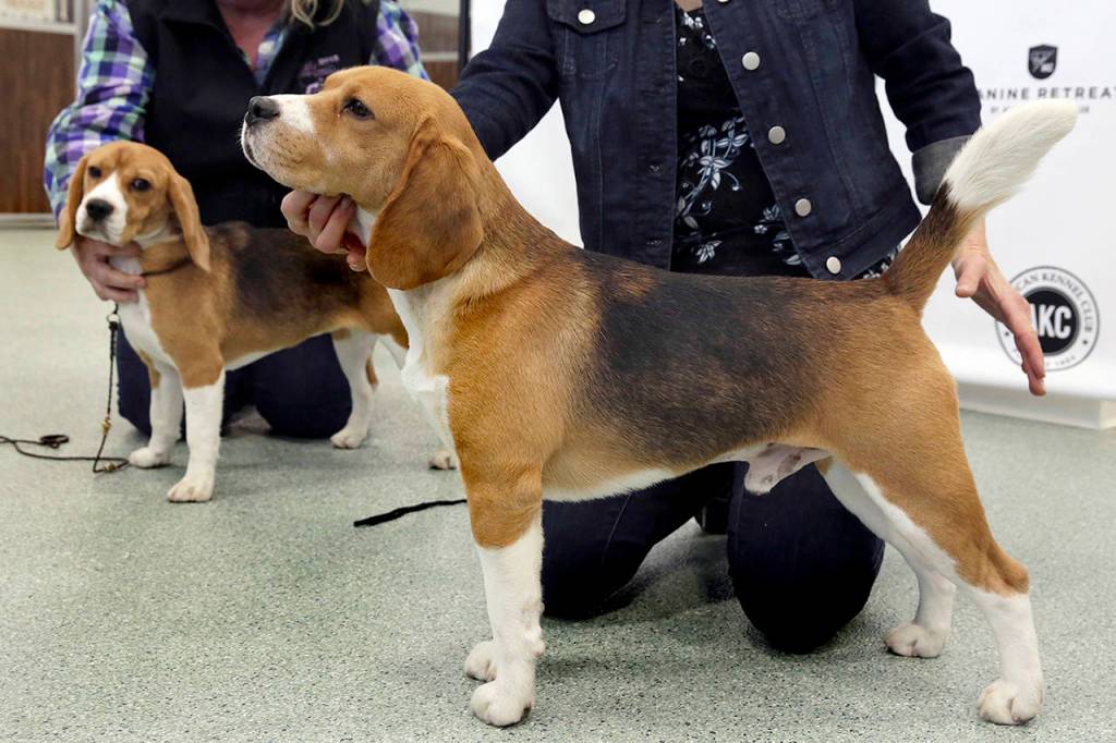 Handlers for Beagles Rossa (left) and Cash pose them for photos at an American Kennel Club event in New York. The beagle is the American Kennel Clubs sixth most popular U.S. dog of 2018. Beagles might not top the list but can boast theyre uniquely beloved. No other breed has made the top 10 in every decade since record-keeping began in the 1880s. (AP Photo/Richard Drew, File)