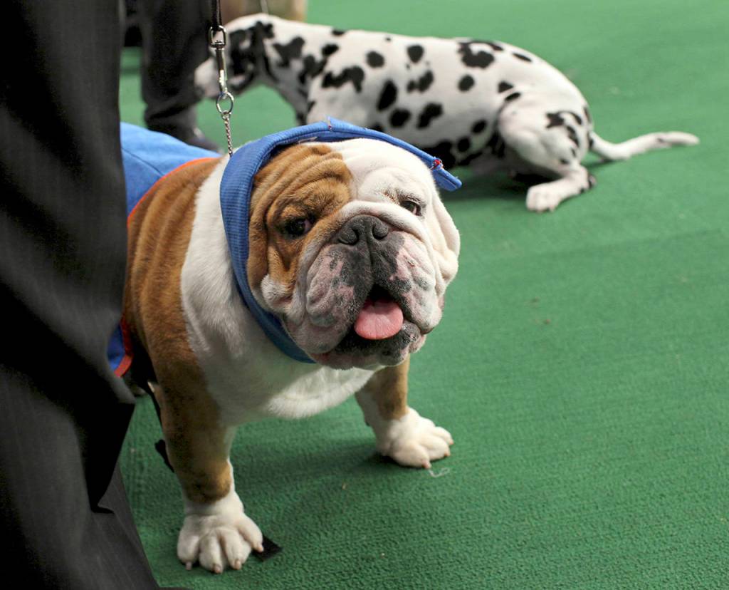 Manchester, a bulldog owned by Eduardo Hernendez of Mexico City, gets comforting treatment after winning an award of merit in breed at the 136th annual Westminster Kennel Club dog show in New York. The American Kennel Clubs fifth most popular U.S. full bred dog for 2018 is the bulldog. (AP Photo/Craig Ruttle,File)