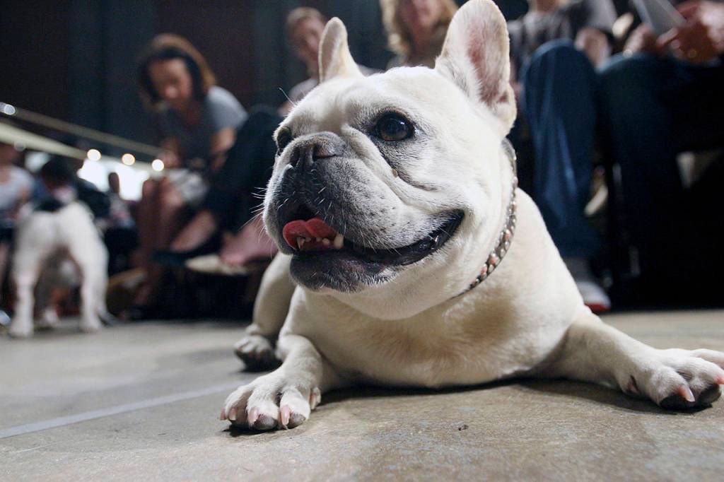 Lola, a French bulldog, lies on the floor prior to the start of a St. Francis Day service at the Cathedral of St. John the Divine in New York, which included the Blessing of the Animals. The suddenly ubiquitous French bulldog remains the fourth most popular breed for a second year, after surging from 83rd a quarter-century ago. (AP Photo/Tina Fineberg, File)
