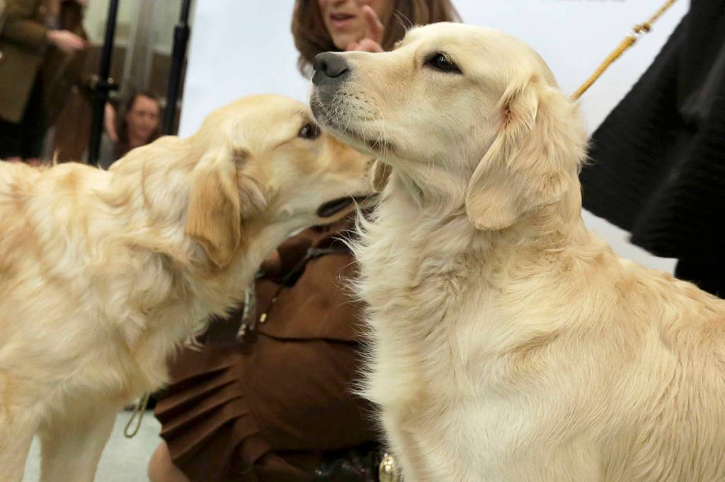 Golden retrievers Flirt (left) and Alistair are introduced as the third ranked breed by the American Kennel Club, in New York. The American Kennel Clubs third most popular U.S. full bred dog for 2018 is the golden retriever. (AP Photo/Richard Drew)