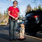 Jedi, a 4-month-old Labrador retriever, looks up at his trainer, Penny Potter, during a Summit Assistance Dogs session at Community Life Church on March 20 in Lynnwood. (Olivia Vanni / The Herald)