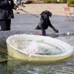 Juniper looks at the water splashing in the center of a fountain at Wetmore Theater Plaza on March 27 in Everett. (Olivia Vanni / The Herald)
