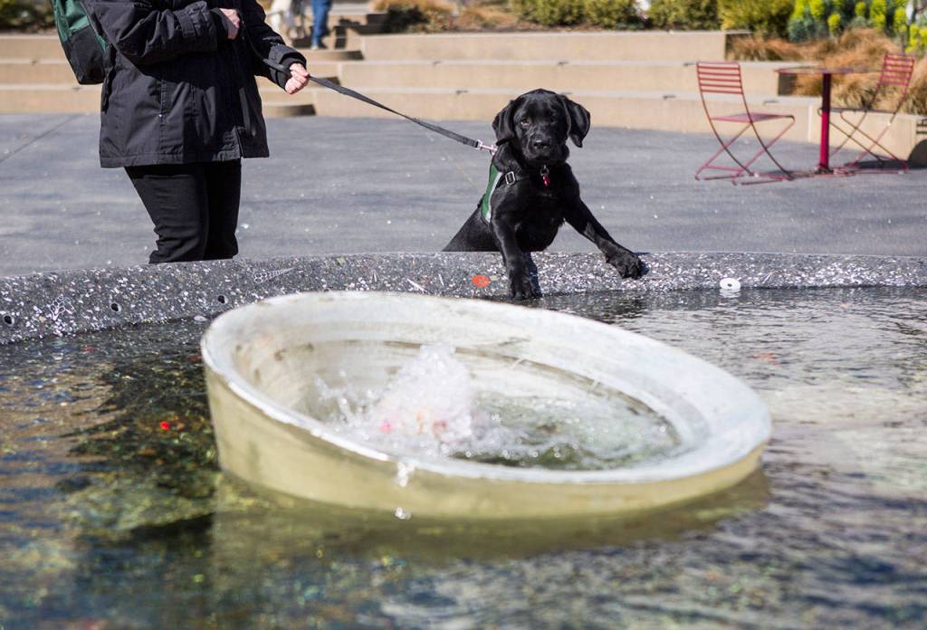 Juniper looks at the water splashing in the center of a fountain at Wetmore Theater Plaza on March 27 in Everett. (Olivia Vanni / The Herald)