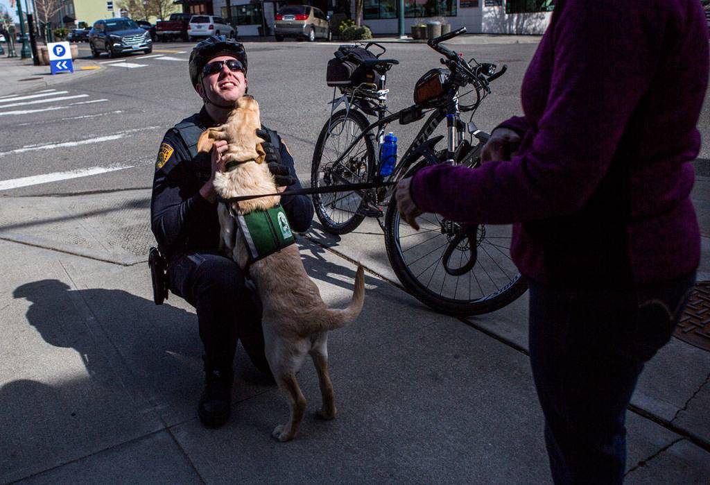After leaving Funko, Jedi made a new friend, Officer Shane Nelson of the Everett Police Department. (Olivia Vanni / The Herald)