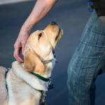 Jedi waits for a treat while learning to accept a head collar during a Summit Assistance Dogs training at Community Life Church on March 20 in Lynnwood. (Olivia Vanni / The Herald)