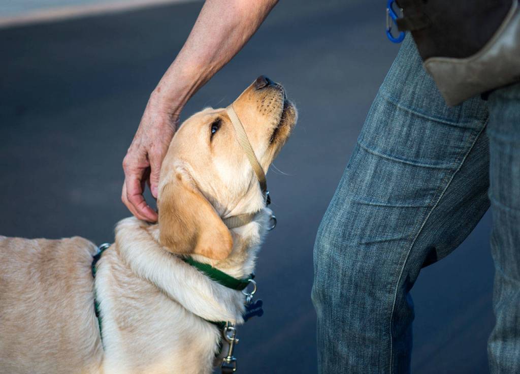 Jedi waits for a treat while learning to accept a head collar during a Summit Assistance Dogs training at Community Life Church on March 20 in Lynnwood. (Olivia Vanni / The Herald)