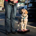 Field trip to Funko is good training for service dogs