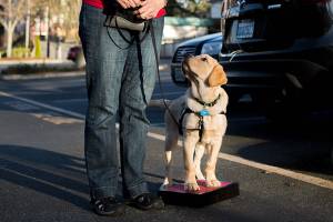 Field trip to Funko is good training for service dogs