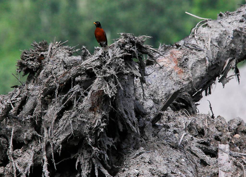 A robin perches on an uprooted tree in the rubble on May 16, 2014. (Dan Bates / The Herald)